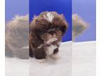 Shih Tzu PUPPY FOR SALE ADN-787465 - Stewie