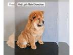 Chow Chow PUPPY FOR SALE ADN-787470 - Chowchow Puppies