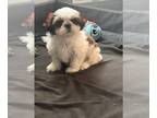 Shih Tzu PUPPY FOR SALE ADN-787483 - Shih Tzu 8 weeks