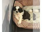 Shih Tzu PUPPY FOR SALE ADN-787485 - Shih Tzu Puppy