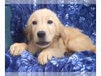 Golden Retriever PUPPY FOR SALE ADN-787486 - Cute Golden Retriever boy