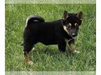 Shiba Inu PUPPY FOR SALE ADN-787492 - Shiba Inu puppy for sale