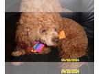 Poodle (Toy) PUPPY FOR SALE ADN-787493 - Poodle Puppy Male Red Purebred