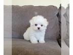 Maltese PUPPY FOR SALE ADN-787497 - Adorable Maltese Boy