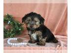 Yorkshire Terrier PUPPY FOR SALE ADN-787501 - Yorkshire Terrier For Sale Baltic