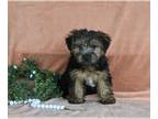Yorkshire Terrier PUPPY FOR SALE ADN-787502 - Yorkshire Terrier For Sale Baltic