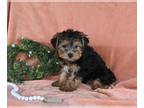 Yorkshire Terrier PUPPY FOR SALE ADN-787503 - Yorkshire Terrier For Sale Baltic