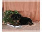 Yorkshire Terrier PUPPY FOR SALE ADN-787505 - Yorkshire Terrier For Sale Baltic