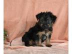 Yorkshire Terrier PUPPY FOR SALE ADN-787506 - Yorkshire Terrier For Sale Baltic