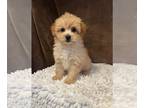 Pom-A-Poo PUPPY FOR SALE ADN-787513 - Boy pomapoo puppy