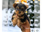 Yorkshire Terrier PUPPY FOR SALE ADN-787521 - Yorkies