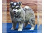 Pomsky PUPPY FOR SALE ADN-787522 - Silver