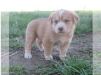 Mutt Mix PUPPY FOR SALE ADN-787529 - Cute colorful farm dog puppies for sale