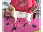 Dachshund PUPPY FOR SALE ADN-787530 - Pistol Red Piebald Mini Dachshund Boy