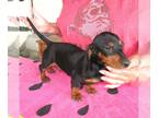 Dachshund PUPPY FOR SALE ADN-787531 - Marcus Black n Tan Mini Dachshund Boy