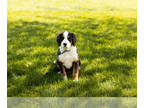 Bernese Mountain Dog PUPPY FOR SALE ADN-787533 - AKC Bernese Mountain Dog in