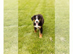 Bernese Mountain Dog PUPPY FOR SALE ADN-787536 - AKC Bernese Mountain puppy