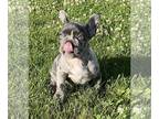 French Bulldog PUPPY FOR SALE ADN-787547 - French Bulldog puppies