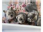 French Bulldog PUPPY FOR SALE ADN-787547 - French Bulldogs