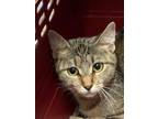 Adopt Kelly a Domestic Short Hair