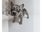 French Bulldog PUPPY FOR SALE ADN-787559 - French bulldog