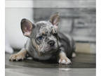 French Bulldog PUPPY FOR SALE ADN-787560 - Beautiful AKC French Bulldog Puppies