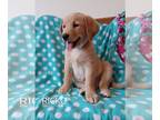 Golden Labrador PUPPY FOR SALE ADN-787561 - golden lab puppies