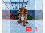 Cavalier King Charles Spaniel PUPPY FOR SALE ADN-787565 - king Charles spaniel