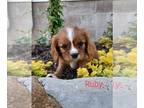 Cavalier King Charles Spaniel PUPPY FOR SALE ADN-787565 - king Charles spaniel