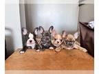 French Bulldog PUPPY FOR SALE ADN-787569 - Male and Female Puppy