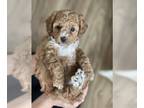 Goldendoodle (Miniature) PUPPY FOR SALE ADN-787571 - Sweet Goldendoodle Paws