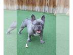 French Bulldog PUPPY FOR SALE ADN-787572 - 3 year old Frenchie Girl
