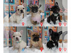 French Bulldog PUPPY FOR SALE ADN-787574 - Adorable French Bulldog Puppies