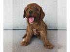 Cavapoo-Poodle (Miniature) Mix PUPPY FOR SALE ADN-787577 - Cavapoo Poodle Mix