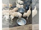 Akbash Dog-Golden Retriever Mix DOG FOR ADOPTION ADN-787542 - For Adoption