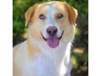 Adopt Mona 24-04-149 a Australian Shepherd