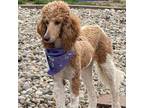 Adopt Posh a Standard Poodle