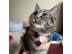 Adopt Precious a Domestic Short Hair