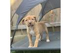 Adopt Sandy a Labrador Retriever