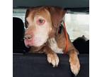 Adopt Shasta a Pit Bull Terrier