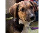 Adopt Hilga a Bluetick Coonhound