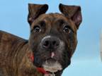 Adopt 55892310 a Pit Bull Terrier, Mixed Breed