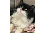 Adopt Madison a Domestic Long Hair