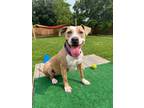 Adopt Nat Ark the Big Hearted Girl a Pit Bull Terrier