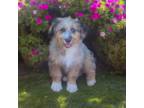 Mutt Puppy for sale in Mineola, TX, USA