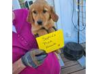 Golden Retriever Puppy for sale in Alliance, NE, USA