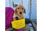Golden Retriever Puppy for sale in Alliance, NE, USA