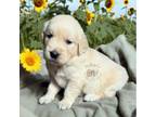 Golden Retriever Puppy for sale in Webster, MA, USA