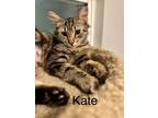 Adopt Kate a Maine Coon