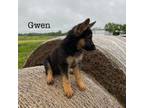 German Shepherd Dog Puppy for sale in Campbell Hill, IL, USA